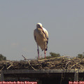 13_55-mast.jpg