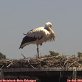 14_00-mast.jpg