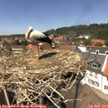 14_00-nest.jpg