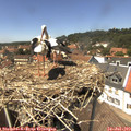 14_05-nest.jpg