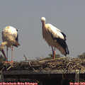 14_10-mast.jpg