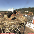 14_10-nest.jpg