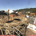 14_15-nest.jpg