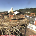 14_20-nest.jpg