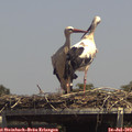 14_25-mast.jpg