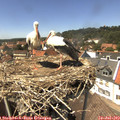 14_25-nest.jpg
