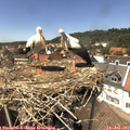 14_30-nest.jpg