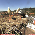 14_35-nest.jpg