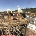 14_40-nest.jpg