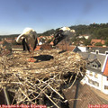 14_45-nest.jpg