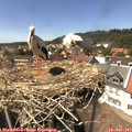14_50-nest.jpg