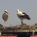 14_55-mast.jpg