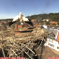 14_55-nest.jpg