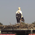 15_00-mast.jpg