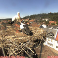 15_00-nest.jpg