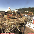 15_10-nest.jpg