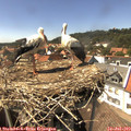 15_15-nest.jpg