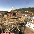 15_20-nest.jpg