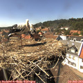 15_25-nest.jpg