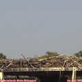 16_00-mast.jpg