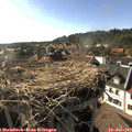 17_50-nest.jpg
