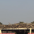 17_55-mast.jpg