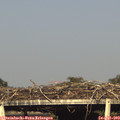 18_20-mast.jpg