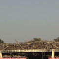 18_50-mast.jpg