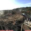 19_00-nest.jpg