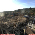 19_10-nest.jpg