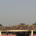19_20-mast.jpg