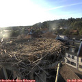 19_20-nest.jpg