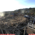 19_30-nest.jpg
