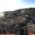 19_35-nest.jpg