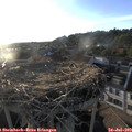 19_40-nest.jpg