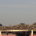 19_45-mast.jpg