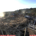 19_45-nest.jpg
