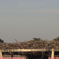19_50-mast.jpg