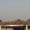 19_55-mast.jpg