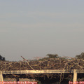 20_00-mast.jpg