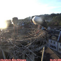 20_10-nest.jpg