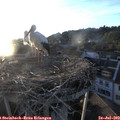 20_15-nest.jpg