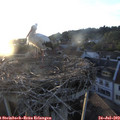 20_20-nest.jpg