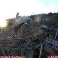 20_25-nest.jpg