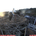 20_30-nest.jpg