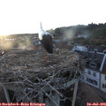 20_35-nest.jpg