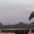 20_40-mast.jpg