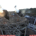 20_50-nest.jpg