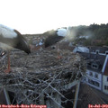 20_55-nest.jpg