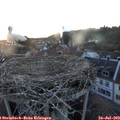 21_05-nest.jpg
